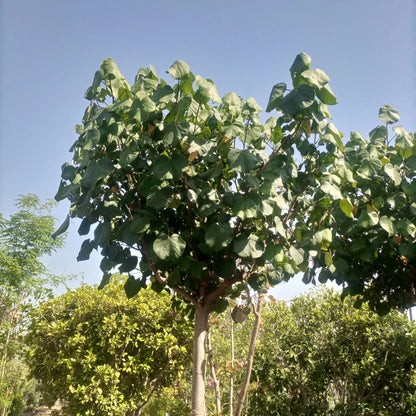 Hibiscus Tiliaceus (Sea Hibiscus)