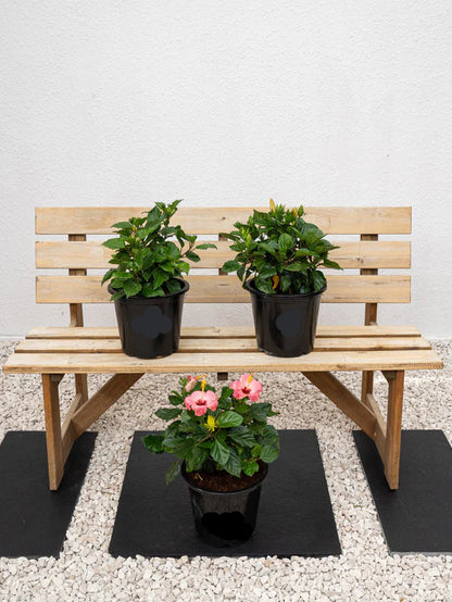 Hibiscus Plant(Hibiscus Rosa-Sinensis)