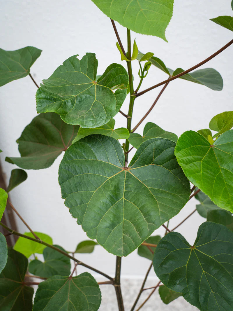 Hibiscus Tiliaceus (Sea Hibiscus)