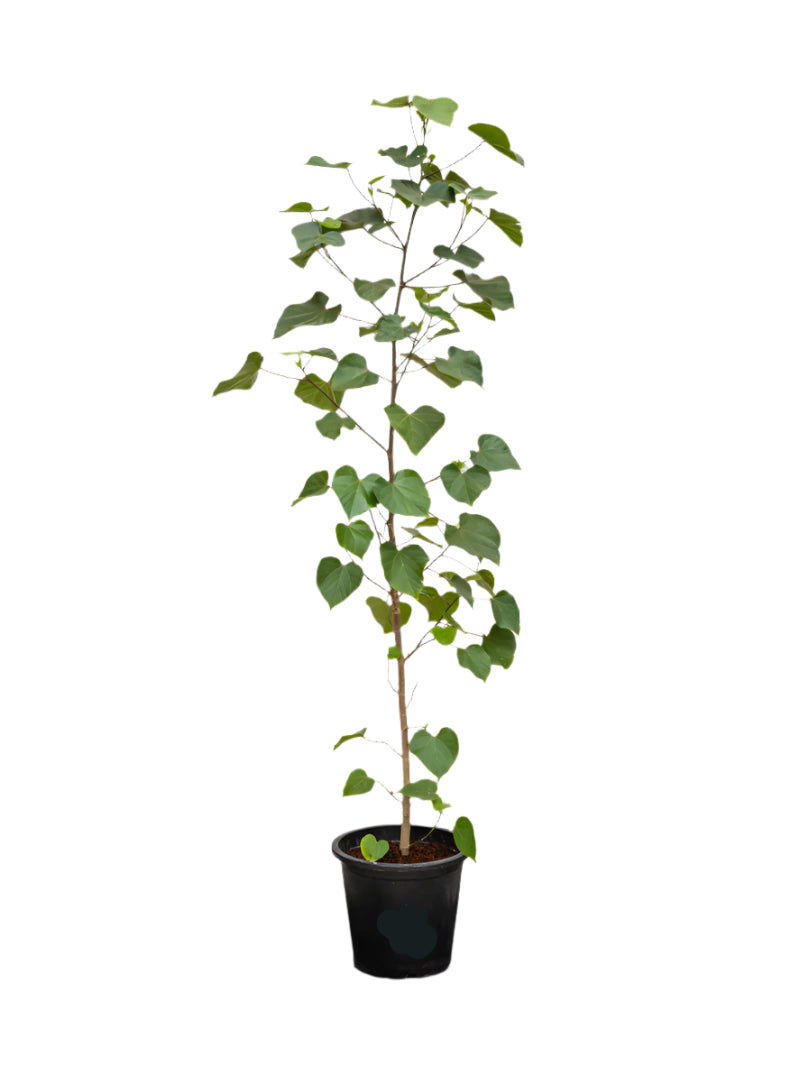 Hibiscus Tiliaceus (Sea Hibiscus)