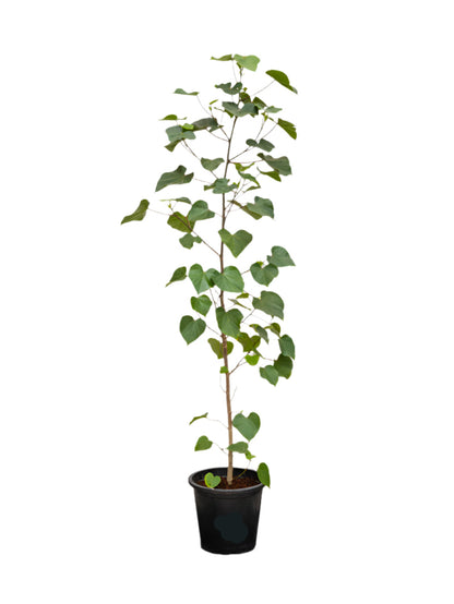 Hibiscus Tiliaceus (Sea Hibiscus)