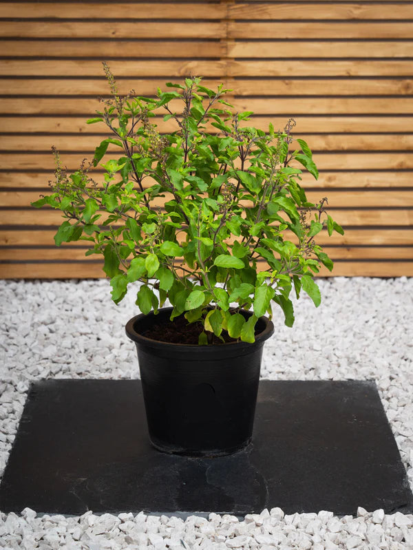 Holy Basil (Ocimum Tenuiflorum)