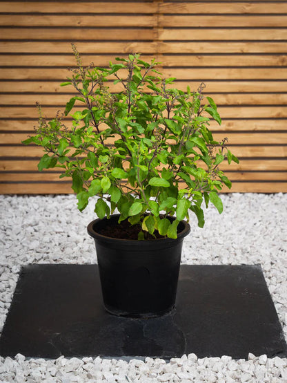 Holy Basil (Ocimum Tenuiflorum)