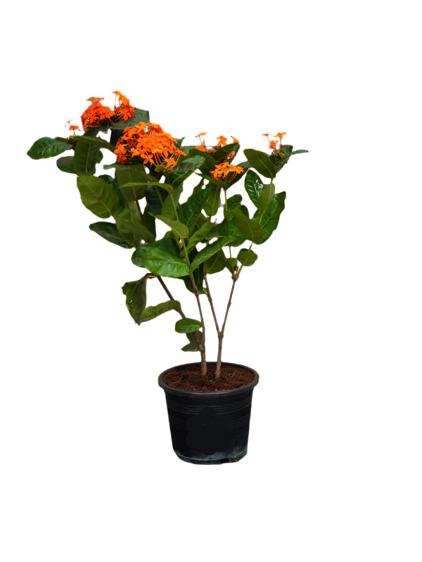 Ixora Cocinea (Ixora Cocinea)
