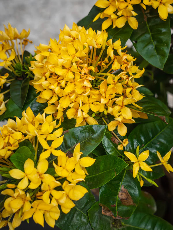 Ixora Cocinea (Ixora Cocinea)