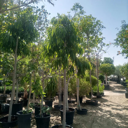 Ficus Amstel Queen tree