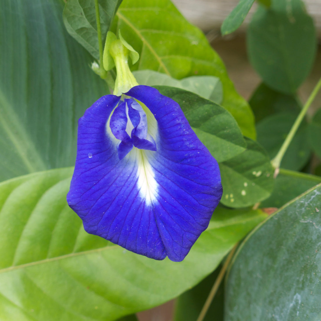 Butterfly Pea Plant: