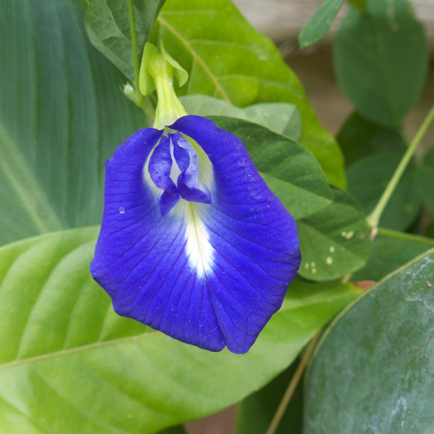 Butterfly Pea Plant:
