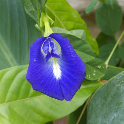 Butterfly Pea Plant: