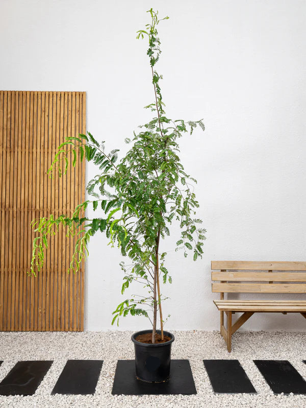 Tamarind Tree (Tamarindus indica)