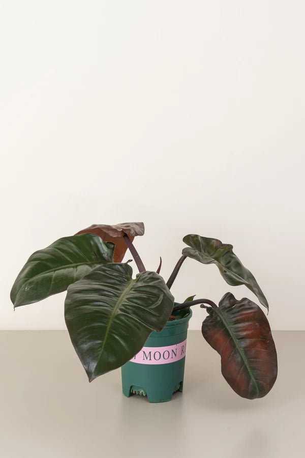 Philodendron Imperial Red