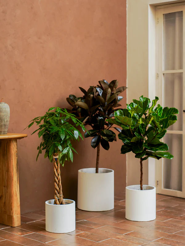 Indoor Trees (Ficus lyrata | Ficus elastica | Pachira aquatica)