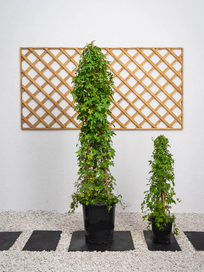 Ipomoea Climber (Ipomoea Cairica)