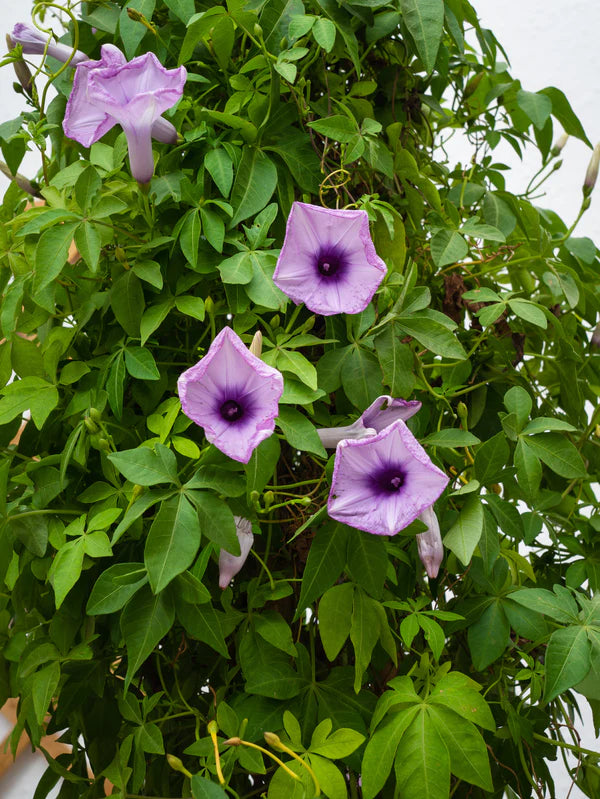 Ipomoea Climber (Ipomoea Cairica)