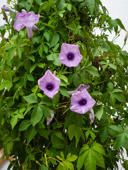 Ipomoea Climber (Ipomoea Cairica)