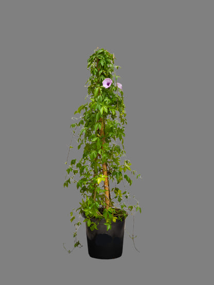 Ipomoea Climber (Ipomoea Cairica)