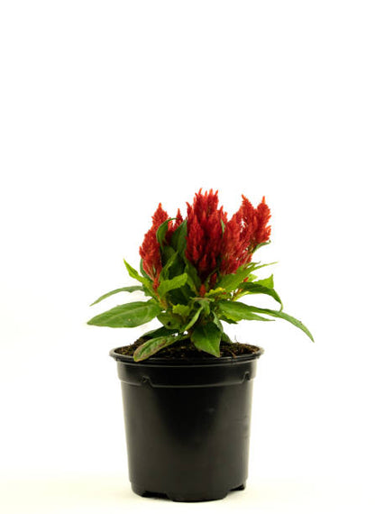 Celosia