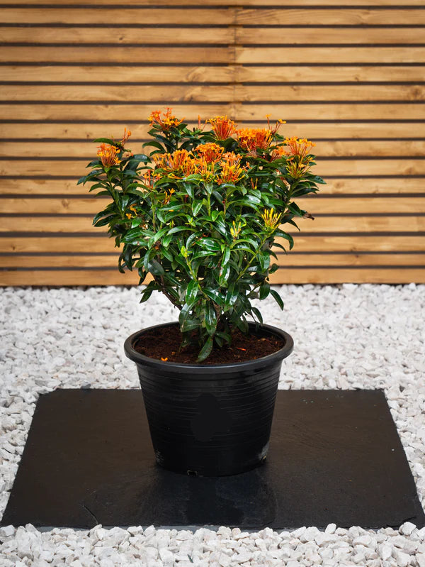 Ixora Chinensis (Ixora Chinensis)