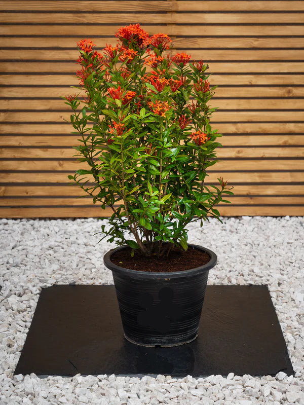 Ixora Chinensis (Ixora Chinensis)