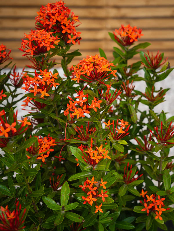Ixora Chinensis (Ixora Chinensis)