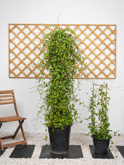 Jacquemontia Climber (Jacquemontia Pentantha)