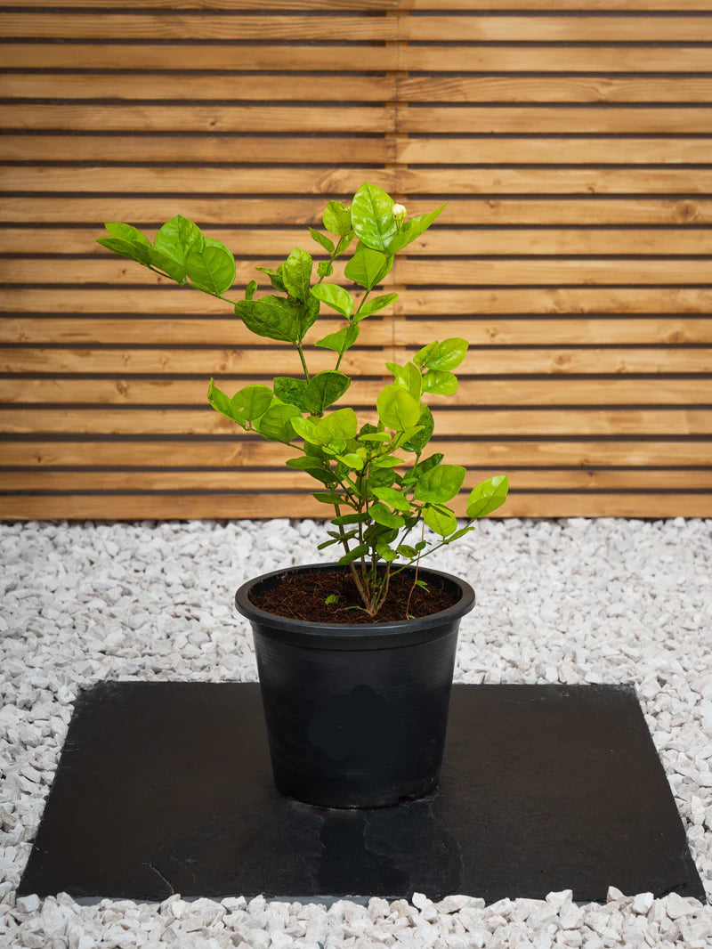 Jasminum Sambac (Arabian Jasmine)