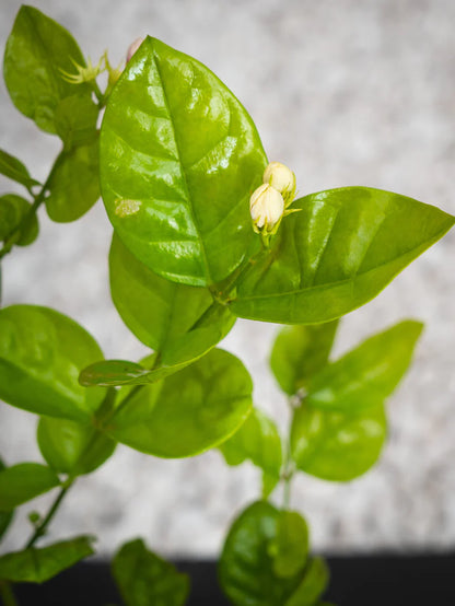Jasminum Sambac (Arabian Jasmine)