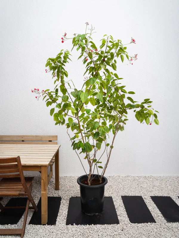 Jatropha Spicy  (Jatropha Integerrima Peregrina)