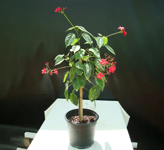 Jatropha Spicy  (Jatropha Integerrima Peregrina)