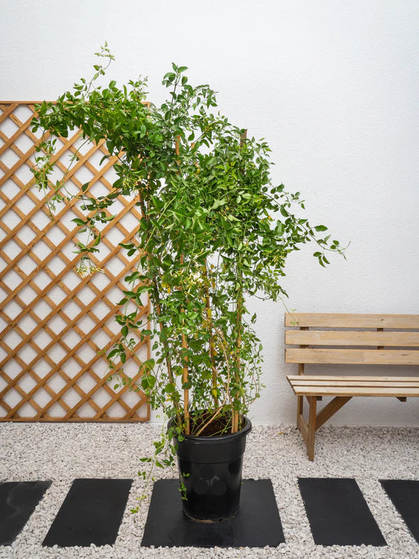 Jasmine Climber (Jasminum Grandiflora)