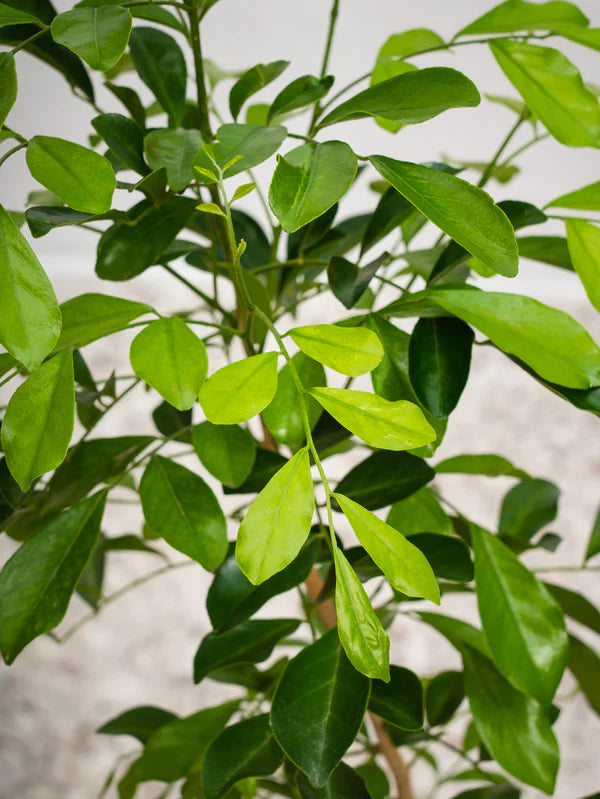 Murraya Jasmine (Murraya Paniculata)