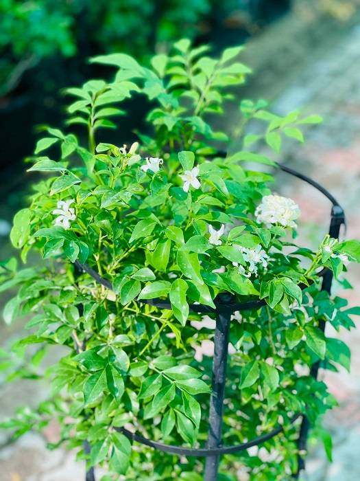 Murraya Jasmine (Murraya Paniculata)
