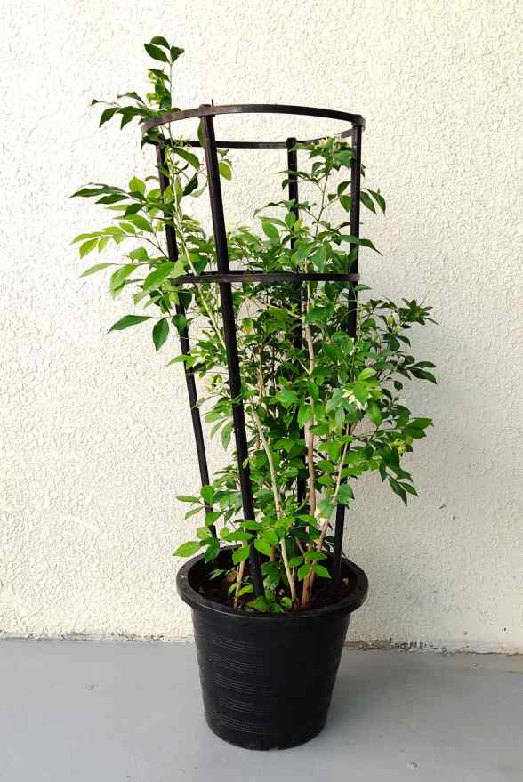 Murraya Jasmine (Murraya Paniculata)