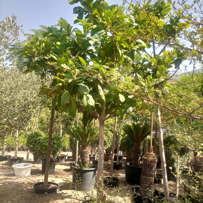 Indian Almond Tree (Terminalia Catappa)