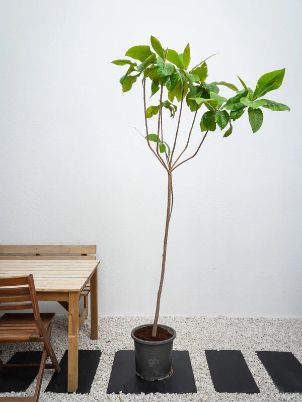 Indian Almond Tree (Terminalia Catappa)