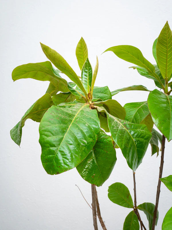 Indian Almond Tree (Terminalia Catappa)