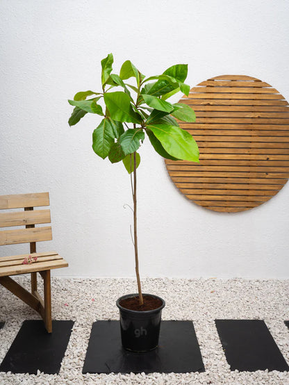 Indian Almond Tree (Terminalia Catappa)