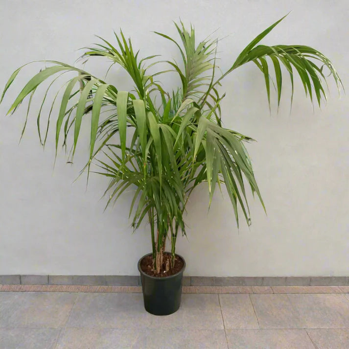 Kentia Palm / Howea Forsteriana