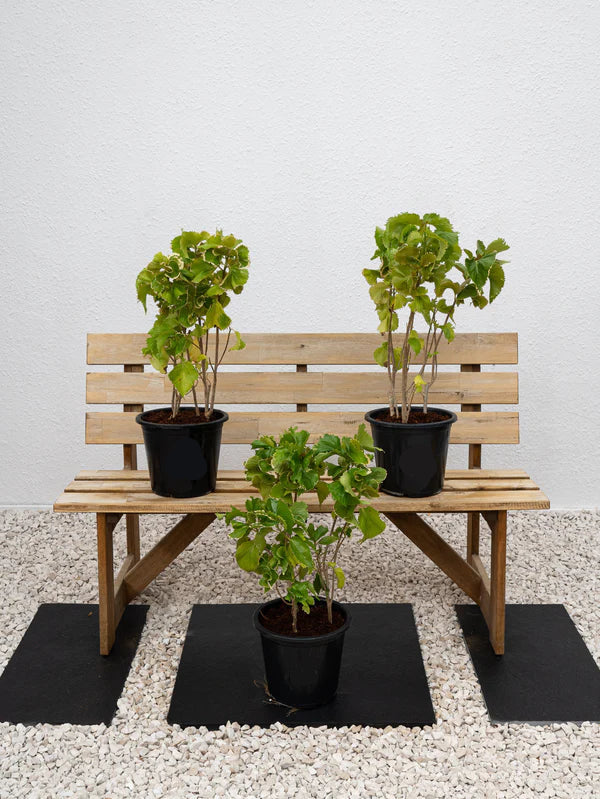 Acalypha Green (Acalypha Wilkesiana)