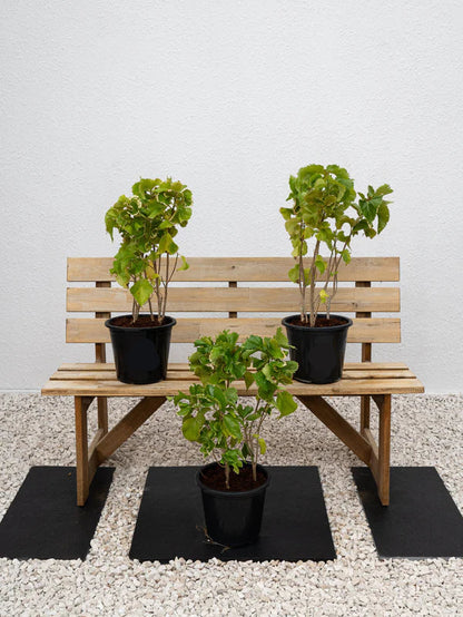 Acalypha Green (Acalypha Wilkesiana)