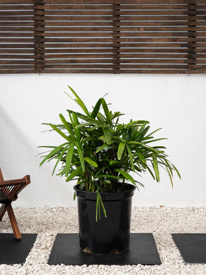 Lady Palm (Rhapis Excelsa)