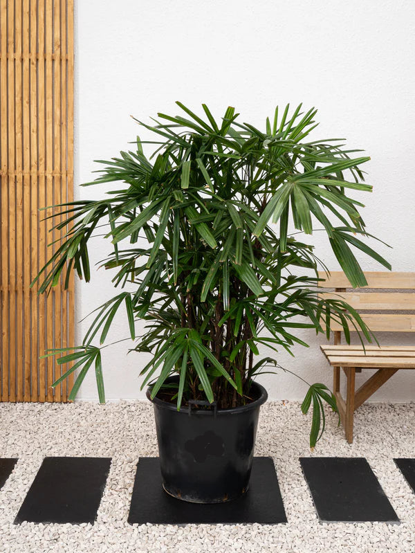 Lady Palm (Rhapis Excelsa)