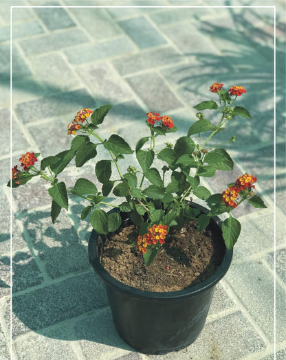 Lantana (Lantana Camara)