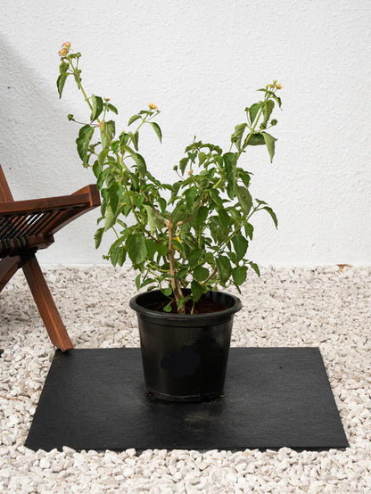 Lantana (Lantana Camara)