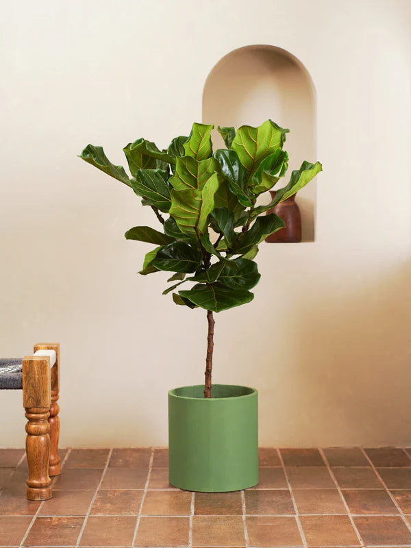 Fiddle Leaf Fig / Ficus Lyrata