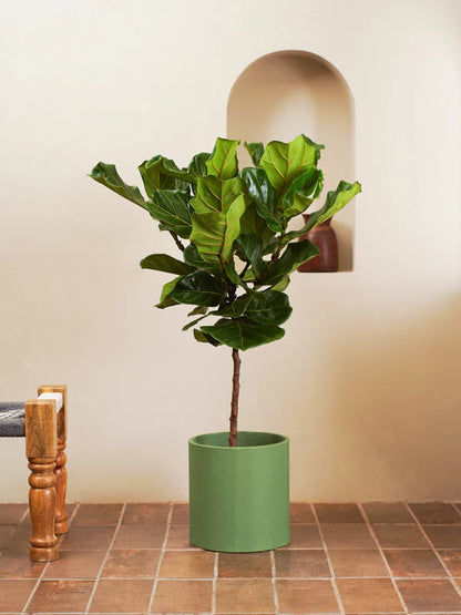 Fiddle Leaf Fig / Ficus Lyrata