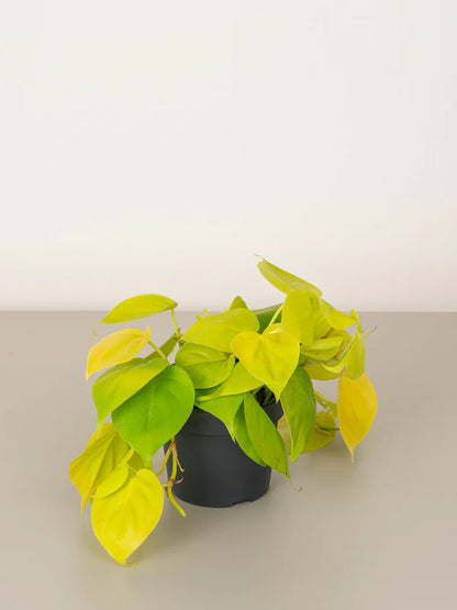 Philodendron Lemon Lime