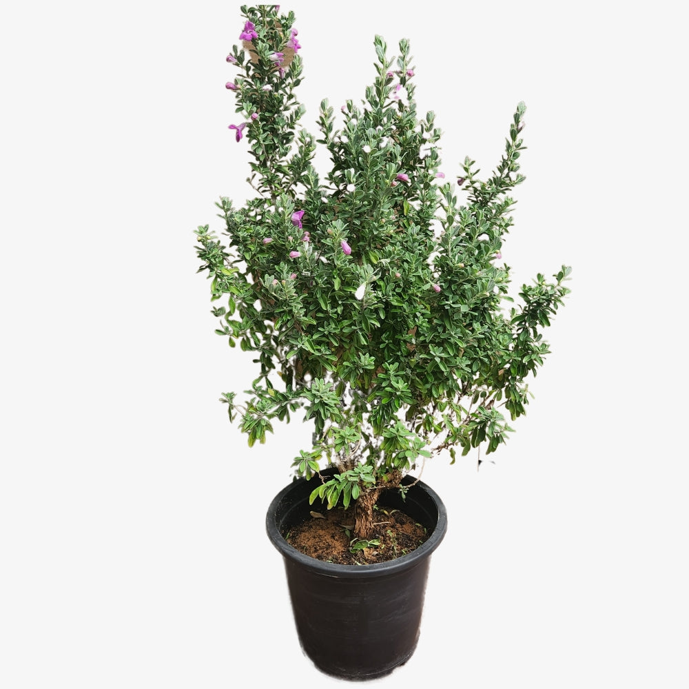 Texas Sage (Leucophyllum Frutescens)