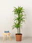 Dracaena Lemon Lime