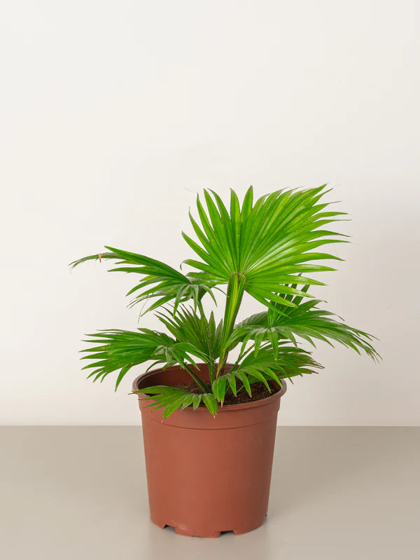 Livistona Palm (Livistona Chinensis)